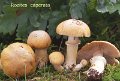 Cortinarius caperatus-amf1449